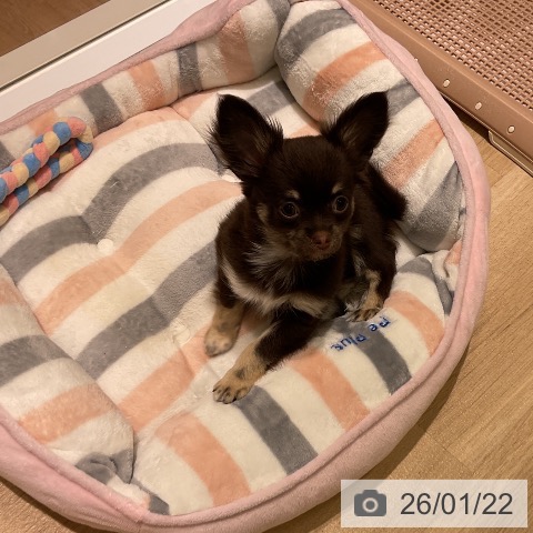 愛知県のチワワ(ロング) (ペットプラス イオンモール豊川店/2025年10月29日生まれ/女の子/チョコレートタン)の子犬の4枚目の画像