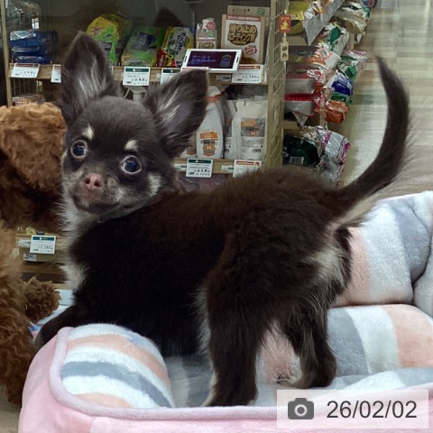 愛知県のチワワ(ロング) (ペットプラス 豊橋牧野店/2025年10月29日生まれ/女の子/チョコレートタン)の子犬の4枚目の画像