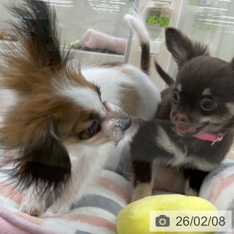 愛知県のチワワ(ロング) (ペットプラス 豊橋牧野店/2025年10月29日生まれ/女の子/チョコレートタン)の子犬の4枚目の画像