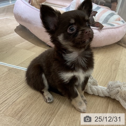 愛知県のチワワ(ロング) (ペットプラス イオンモール豊川店/2025年10月29日生まれ/女の子/チョコレートタン)の子犬の3枚目の画像