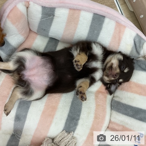 愛知県のチワワ(ロング) (ペットプラス みなと店/2025年10月29日生まれ/女の子/チョコレートタン)の子犬の3枚目の画像