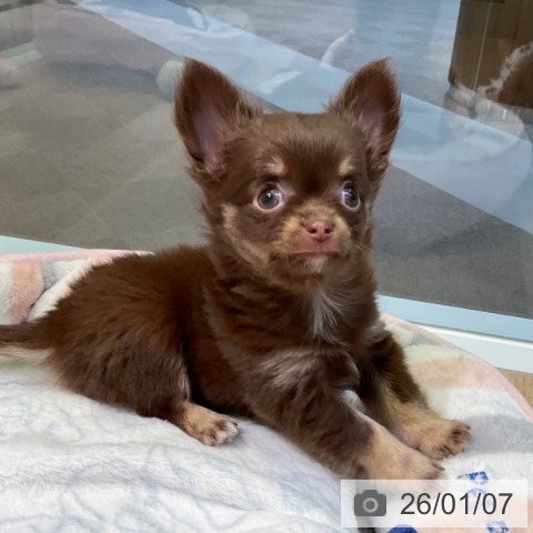 愛知県のチワワ(ロング) (ペットプラス 岡崎店/2025年10月29日生まれ/女の子/チョコレートタン)の子犬の4枚目の画像