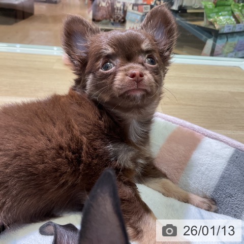 愛知県のチワワ(ロング) (ペットプラス 三好店/2025年10月29日生まれ/女の子/チョコレートタン)の子犬の4枚目の画像