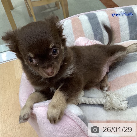 愛知県のチワワ(ロング) (ペットプラス 三好店/2025年10月29日生まれ/女の子/チョコレートタン)の子犬の4枚目の画像