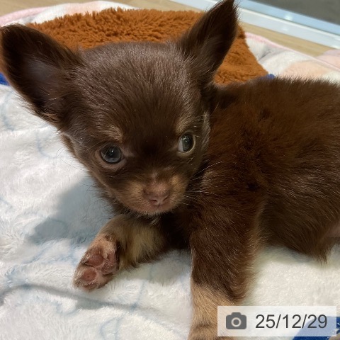 愛知県のチワワ(ロング) (ペットプラス 岡崎店/2025年10月29日生まれ/女の子/チョコレートタン)の子犬の3枚目の画像