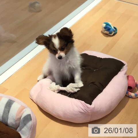 三重県のパピヨン (ペットプラス 東員店/2025年10月26日生まれ/男の子/ホワイトブラウン)の子犬の4枚目の画像