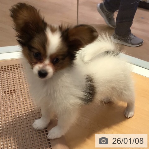 三重県のパピヨン (ペットプラス 東員店/2025年10月26日生まれ/男の子/ホワイトブラウン)の子犬の3枚目の画像