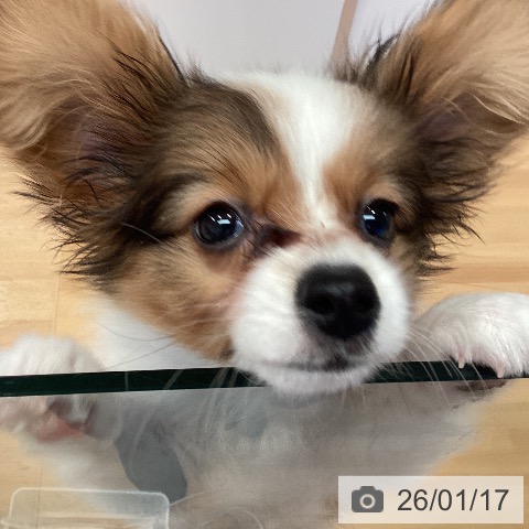 三重県のパピヨン (ペットプラス 東員店/2025年10月26日生まれ/男の子/ホワイトブラウン)の子犬の4枚目の画像