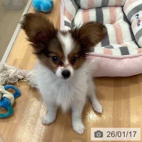 三重県のパピヨン (ペットプラス 東員店/2025年10月26日生まれ/男の子/ホワイトブラウン)の子犬の3枚目の画像