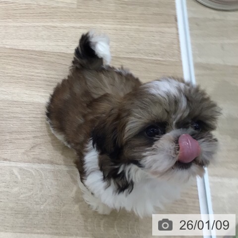 岐阜県のシーズー (ペットプラス 各務原店/2025年10月25日生まれ/男の子/ゴールドホワイト)の子犬の4枚目の画像