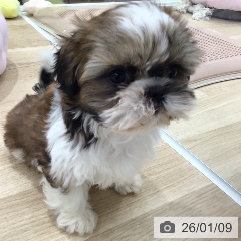 岐阜県のシーズー (ペットプラス 各務原店/2025年10月25日生まれ/男の子/ゴールドホワイト)の子犬の3枚目の画像