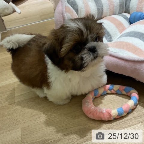 愛知県のシーズー (ペットプラス イオンモール豊川店/2025年10月25日生まれ/男の子/ゴールドホワイト)の子犬の3枚目の画像