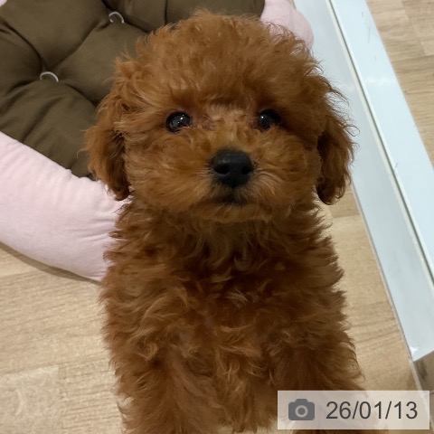 トイ・プードルの写真