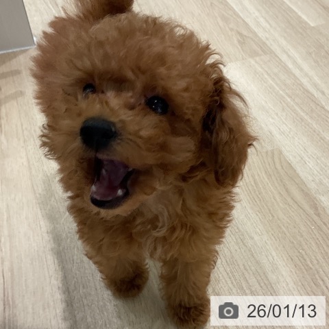 トイ・プードルの写真