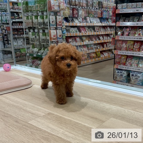 トイ・プードルの写真