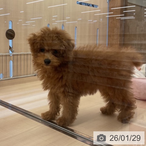 トイ・プードルの写真