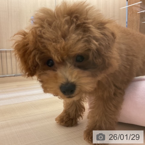 トイ・プードルの写真