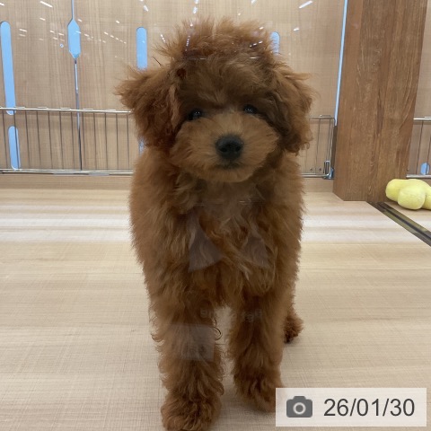 トイ・プードルの写真