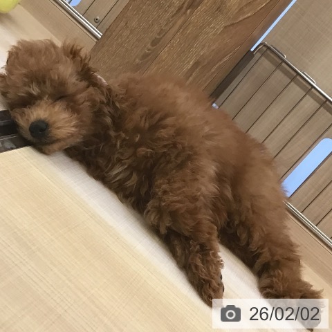 トイ・プードルの写真