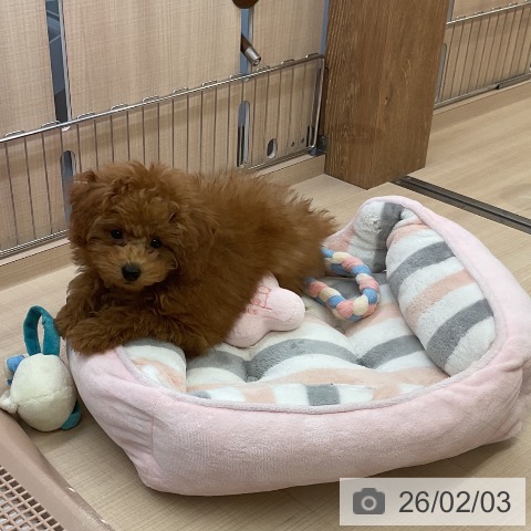 トイ・プードルの写真