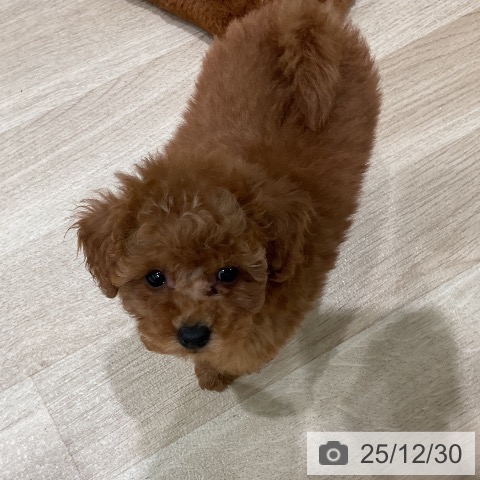 三重県のトイプードル(トイ) (ペットプラス 鈴鹿店/2025年10月28日生まれ/男の子/レッド)の子犬の4枚目の画像