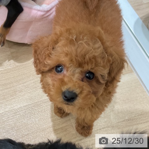 三重県のトイプードル(トイ) (ペットプラス 鈴鹿店/2025年10月28日生まれ/男の子/レッド)の子犬の3枚目の画像