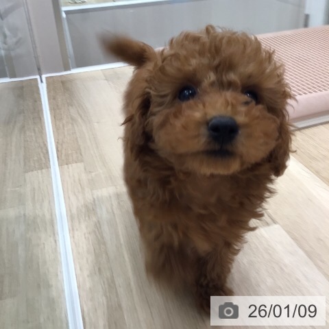 岐阜県のトイプードル(トイ) (ペットプラス 各務原店/2025年10月28日生まれ/女の子/レッド)の子犬の4枚目の画像