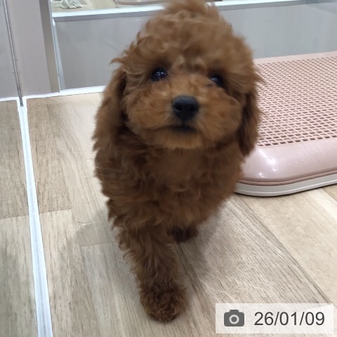 岐阜県のトイプードル(トイ) (ペットプラス 各務原店/2025年10月28日生まれ/女の子/レッド)の子犬の3枚目の画像