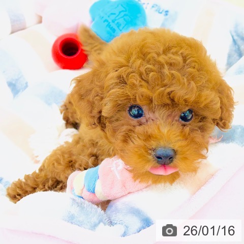 トイ・プードルの写真