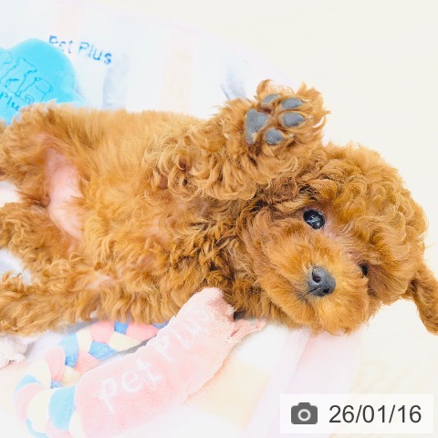 トイ・プードルの写真