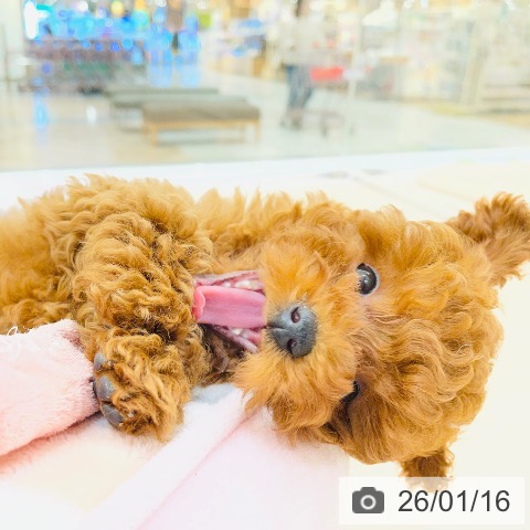 愛知県のトイプードル(トイ) (ペットプラス 豊田店/2025年10月22日生まれ/女の子/レッド)の子犬の4枚目の画像