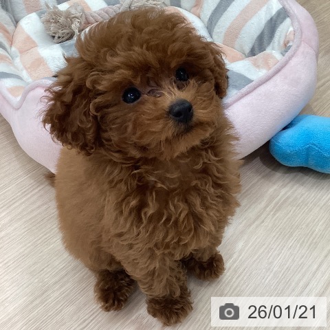 愛知県のトイプードル(トイ) (ペットプラス 豊田店/2025年10月22日生まれ/女の子/レッド)の子犬の4枚目の画像