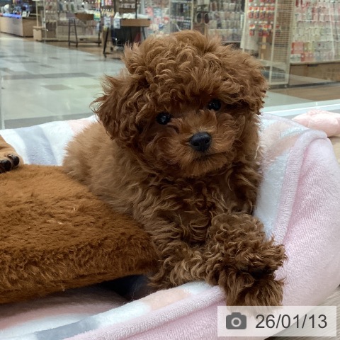 愛知県のトイプードル(トイ) (ペットプラス 豊田店/2025年10月22日生まれ/女の子/レッド)の子犬の3枚目の画像