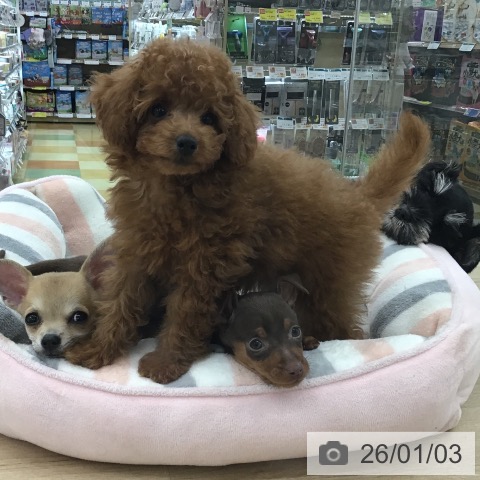 愛知県のトイプードル(トイ) (ペットプラス 千音寺店/2025年10月27日生まれ/男の子/レッド)の子犬の3枚目の画像