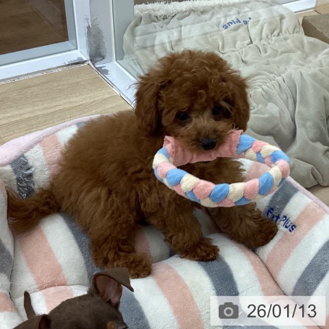 愛知県のトイプードル(トイ) (ペットプラス 千音寺店/2025年10月27日生まれ/男の子/レッド)の子犬の4枚目の画像