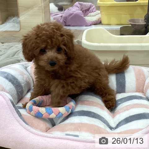 愛知県のトイプードル(トイ) (ペットプラス 千音寺店/2025年10月27日生まれ/男の子/レッド)の子犬の3枚目の画像