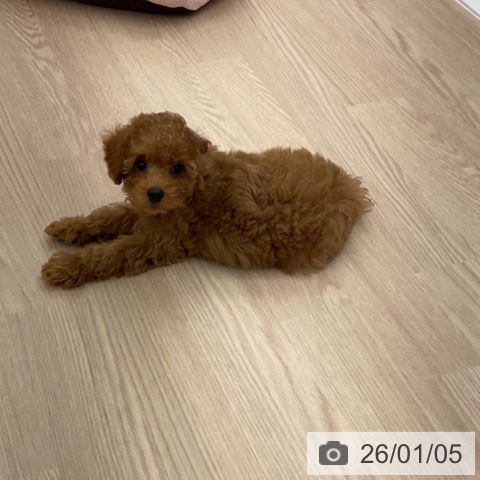 福井県のトイプードル(トイ) (ペットプラス 福井店/2025年10月27日生まれ/男の子/レッド)の子犬の4枚目の画像