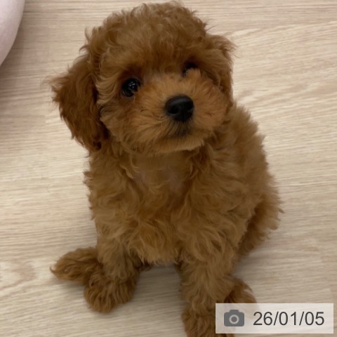 トイ・プードルの写真