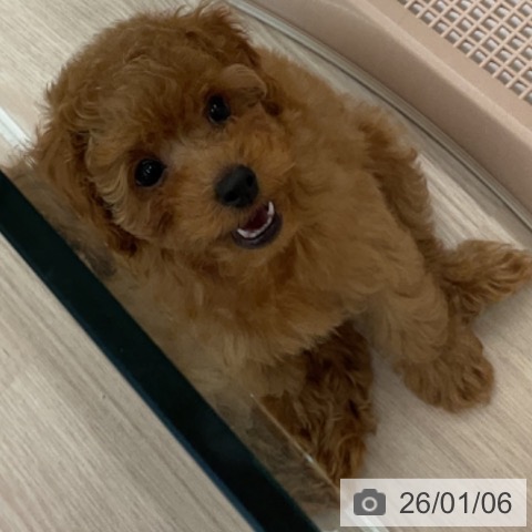 福井県のトイプードル(トイ) (ペットプラス 福井店/2025年10月27日生まれ/男の子/レッド)の子犬の4枚目の画像