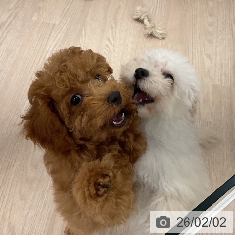 トイ・プードルの写真