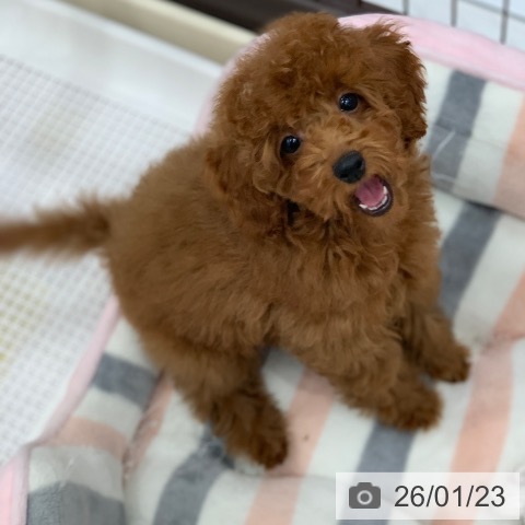 岐阜県のトイプードル(トイ) (ペットプラス 光ケ丘店/2025年10月27日生まれ/女の子/レッド)の子犬の4枚目の画像