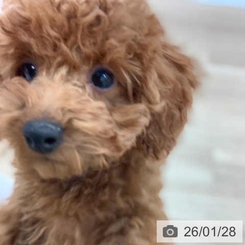 岐阜県のトイプードル(トイ) (ペットプラス 光ケ丘店/2025年10月27日生まれ/女の子/レッド)の子犬の4枚目の画像