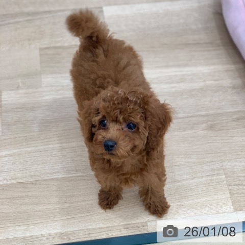 岐阜県のトイプードル(トイ) (ペットプラス 光ケ丘店/2025年10月27日生まれ/女の子/レッド)の子犬の3枚目の画像