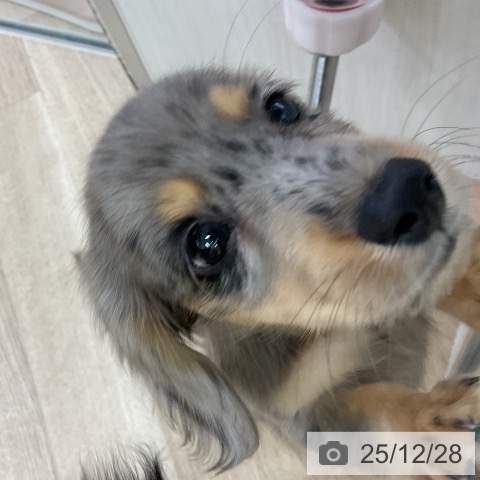 愛知県のミニチュアダックスフンド(ロング) (ペットプラス mozoワンダーシティ店/2025年10月25日生まれ/男の子/シルバーダップル)の子犬の4枚目の画像