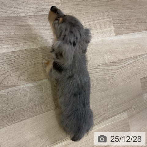 愛知県のミニチュアダックスフンド(ロング) (ペットプラス mozoワンダーシティ店/2025年10月25日生まれ/男の子/シルバーダップル)の子犬の3枚目の画像