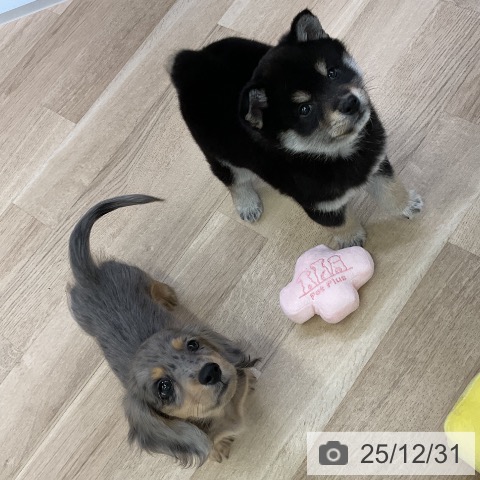 愛知県のミニチュアダックスフンド(ロング) (ペットプラス mozoワンダーシティ店/2025年10月25日生まれ/男の子/シルバーダップル)の子犬の4枚目の画像