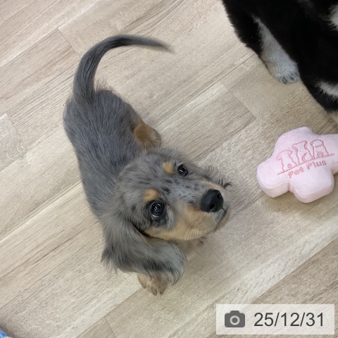 愛知県のミニチュアダックスフンド(ロング) (ペットプラス mozoワンダーシティ店/2025年10月25日生まれ/男の子/シルバーダップル)の子犬の3枚目の画像