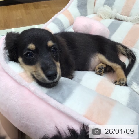 岐阜県のミニチュアダックスフンド(ロング) (ペットプラス 各務原店/2025年10月25日生まれ/女の子/ブラックイエロー)の子犬の4枚目の画像