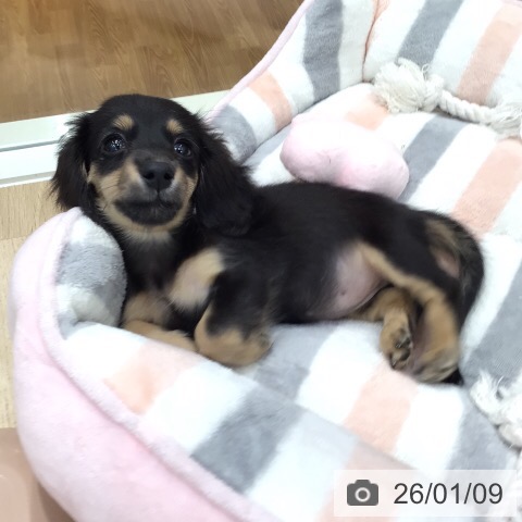 岐阜県のミニチュアダックスフンド(ロング) (ペットプラス 各務原店/2025年10月25日生まれ/女の子/ブラックイエロー)の子犬の3枚目の画像