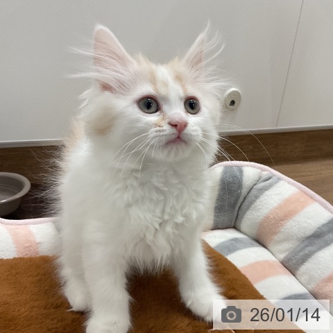 千葉県のミヌエット (ペッツワン 千葉ニュータウン店/2025年10月30日生まれ/女の子/クリームタビーホワイト)の子猫の3枚目の画像